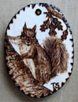 tanjasova Sciurus carolinensis 